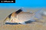 brochis ephippifer brochis ephippifer