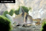 brochis ephippifer brochis ephippifer