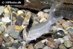 brochis ephippifer brochis ephippifer