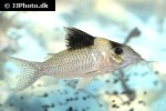 brochis ephippifer brochis ephippifer