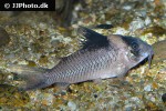 brochis ephippifer brochis ephippifer