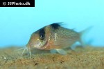 brochis ephippifer brochis ephippifer