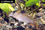 brochis ephippifer brochis ephippifer