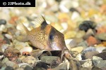 brochis ephippifer brochis ephippifer