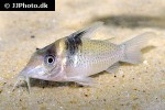 brochis ephippifer brochis ephippifer