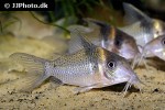 brochis ephippifer brochis ephippifer