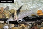brochis ephippifer brochis ephippifer