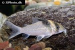 brochis ephippifer brochis ephippifer