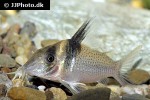 brochis ephippifer brochis ephippifer