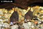 brochis haraldschultzi brochis haraldschultzi