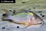 brochis multiradiatus brochis multiradiatus