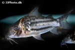 brochis ornatus brochis ornatus
