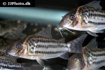 brochis ornatus brochis ornatus
