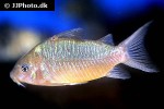 brochis pantanalensis brochis pantanalensis