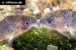 brochis pantanalensis brochis pantanalensis