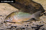 brochis pantanalensis brochis pantanalensis
