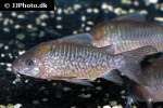 brochis pantanalensis brochis pantanalensis