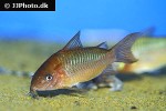 brochis pantanalensis brochis pantanalensis