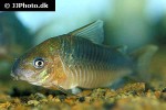 brochis pantanalensis brochis pantanalensis