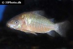 brochis pantanalensis brochis pantanalensis