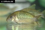 brochis pantanalensis brochis pantanalensis