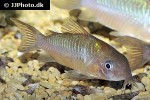 brochis pantanalensis brochis pantanalensis