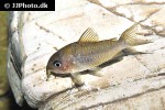brochis pantanalensis brochis pantanalensis