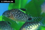 brochis reticulatus brochis reticulatus
