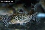 brochis reticulatus brochis reticulatus