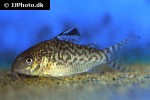brochis reticulatus brochis reticulatus