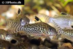 brochis reticulatus brochis reticulatus