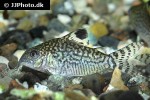 brochis reticulatus brochis reticulatus