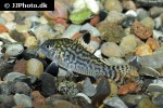 brochis reticulatus brochis reticulatus