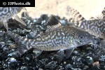brochis reticulatus brochis reticulatus