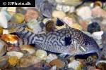 brochis reticulatus brochis reticulatus