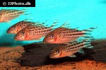 brochis robineae brochis robineae