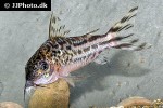 brochis robineae brochis robineae