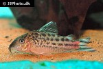 brochis robineae brochis robineae
