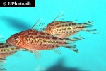 brochis robineae brochis robineae