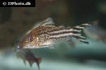 brochis robineae brochis robineae