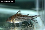 brochis robineae brochis robineae
