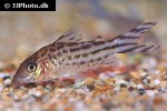 brochis robineae brochis robineae