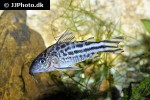 brochis robineae brochis robineae