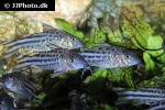brochis robineae brochis robineae