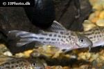brochis robineae brochis robineae