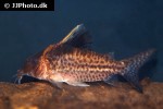 brochis robustus brochis robustus