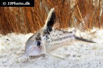 brochis robustus brochis robustus