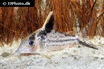 brochis robustus brochis robustus