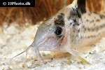 brochis robustus brochis robustus