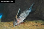 brochis robustus brochis robustus